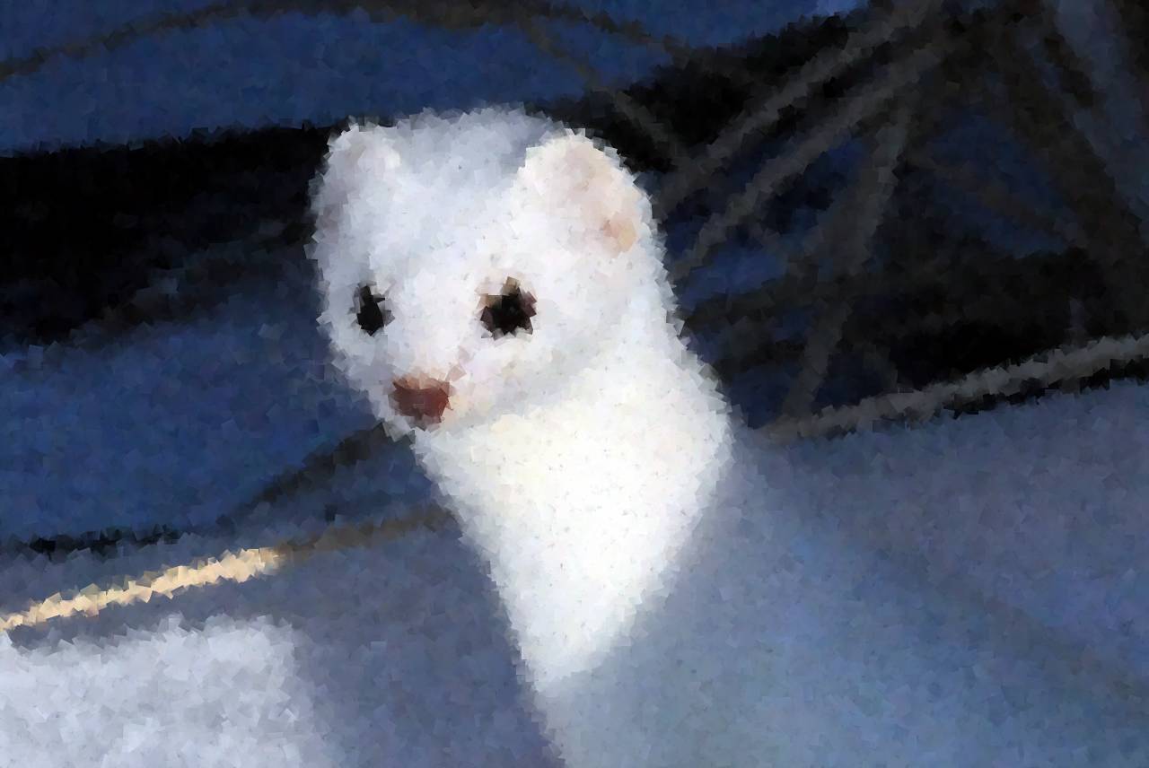 Snow weasel
